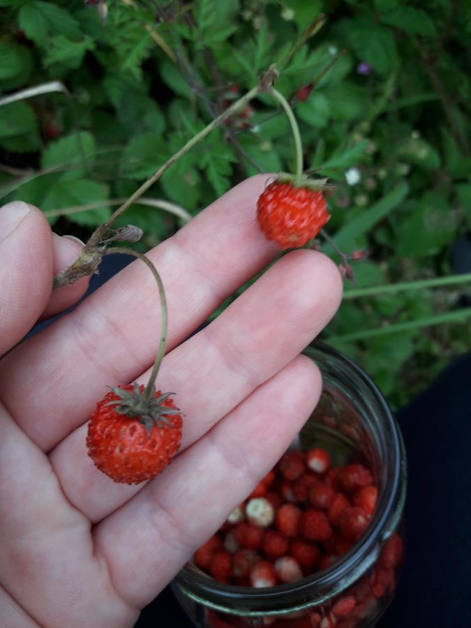 Sadyba Cherry Pilipets Bagian luar foto